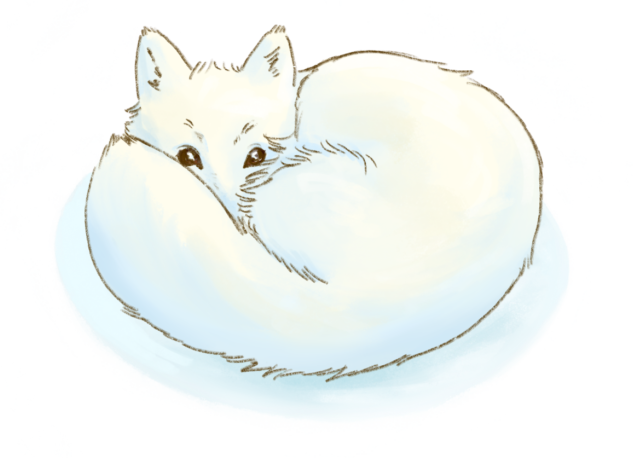 renard polaire